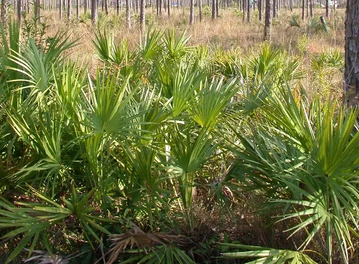 SAW PALMETTO Andromax